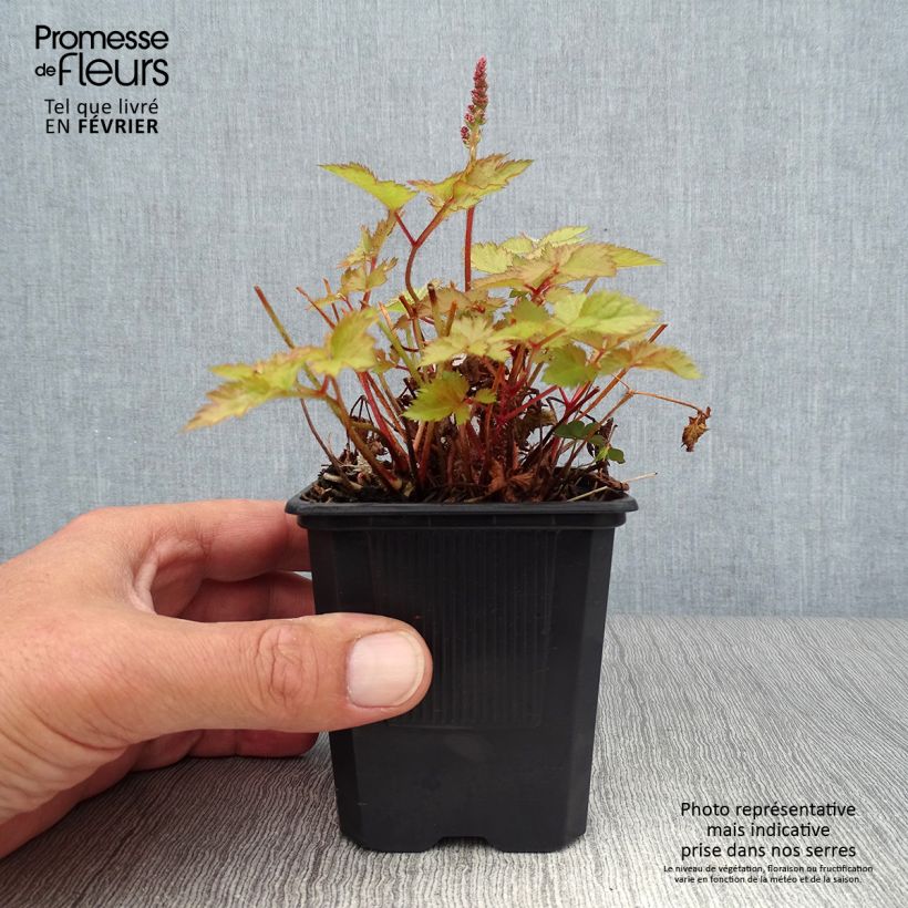 Amostra de Astilbe arendsii Color Flash Lime Vaso de 8/9 cm tal como entregue no outono