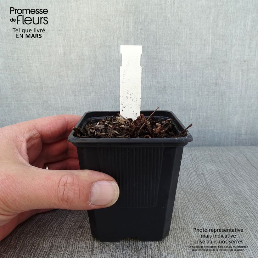 Amostra de Astilbe arendsii Color Flash Lime Vaso de 8/9 cm tal como entregue no inverno