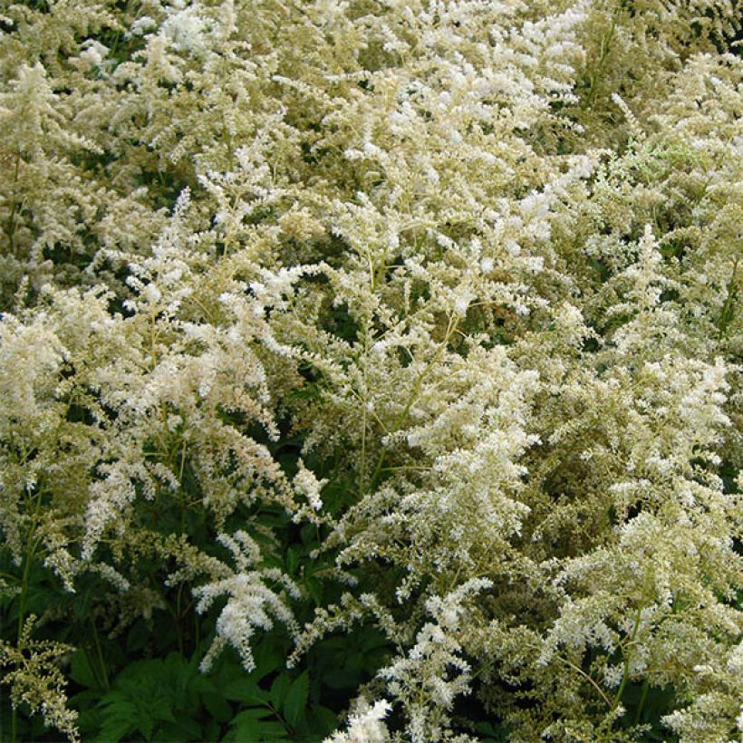 Astilbe arendsii Brautschleier (Floração)