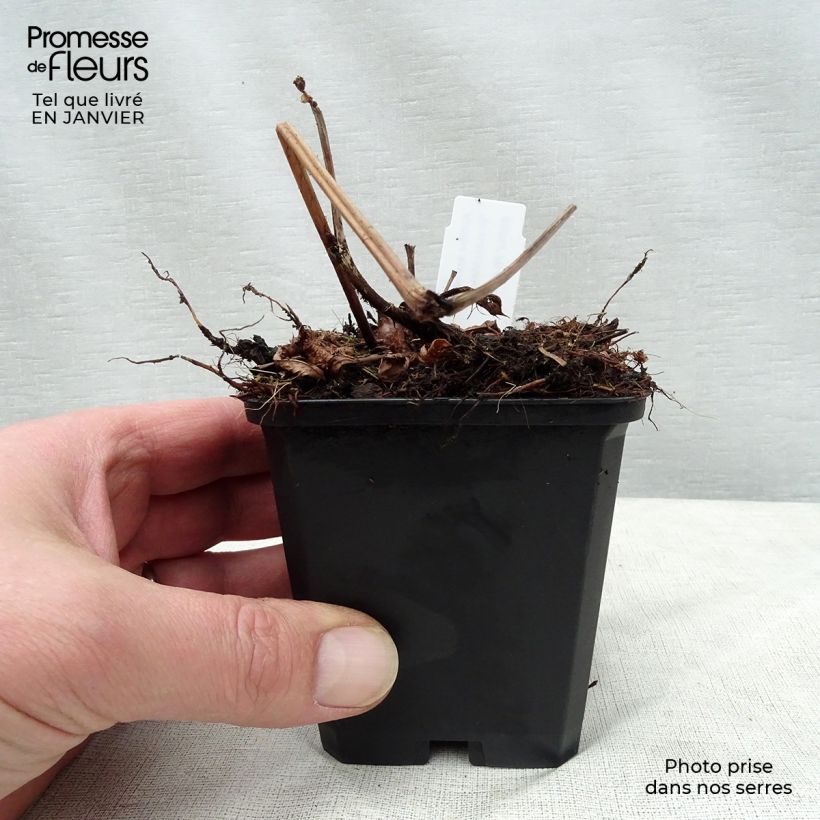 Amostra de Astilbe arendsii Brautschleier Vaso de 8/9 cm tal como entregue no inverno