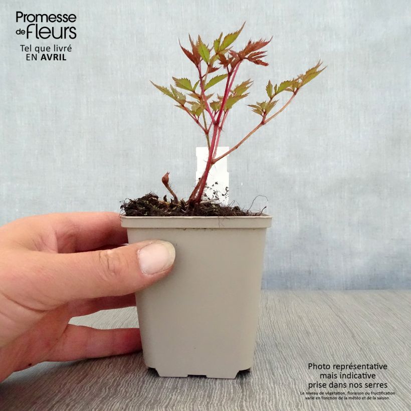 Amostra de Astilbe arendsii Brautschleier Vaso de 8/9 cm tal como entregue na primavera