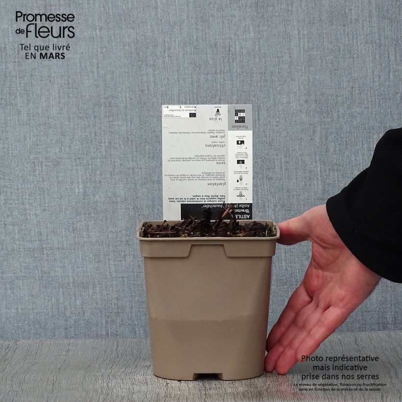 Amostra de Astilbe arendsii Brautschleier Vaso de 2 L/3 L tal como entregue no inverno