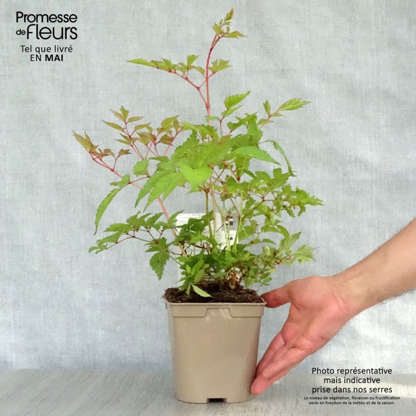 Amostra de Astilbe arendsii Brautschleier Vaso de 2 L/3 L tal como entregue na primavera