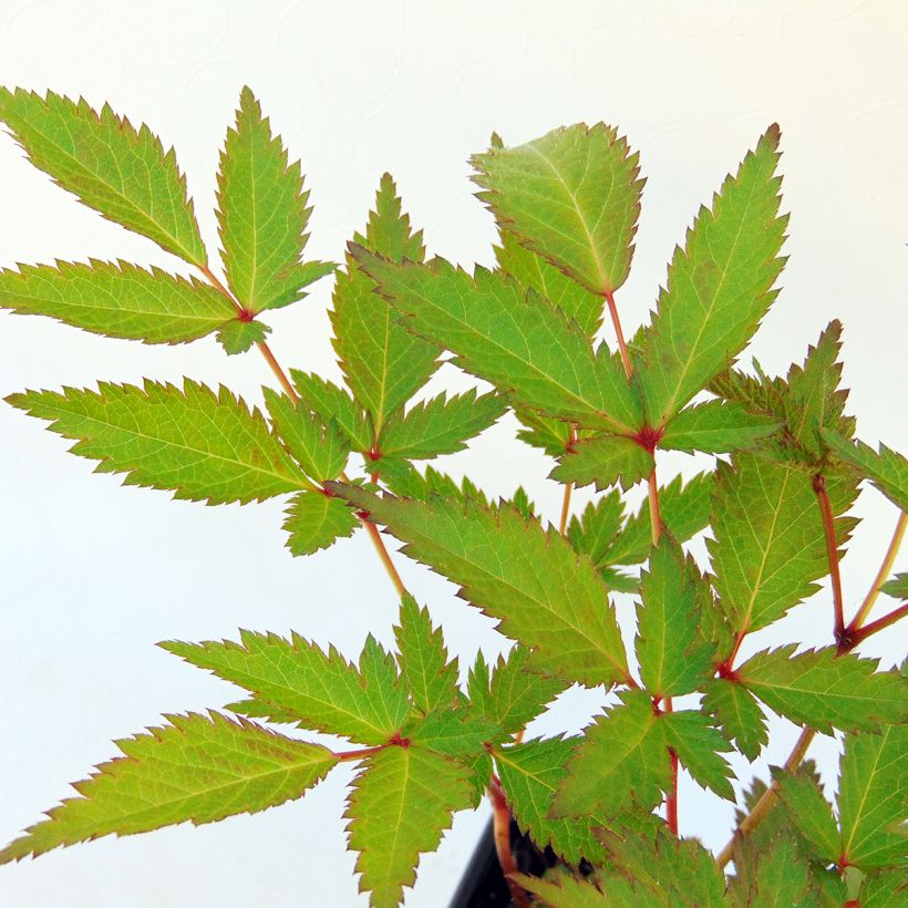 Astilbe arendsii Bressingham Beauty (Folhagem)