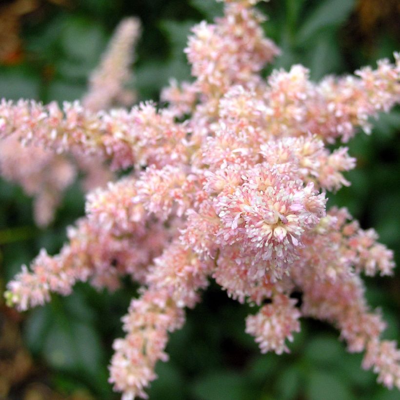 Astilbe arendsii Bressingham Beauty (Floração)
