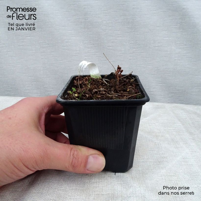 Amostra de Astilbe arendsii Bressingham Beauty Vaso de 8/9 cm tal como entregue no inverno