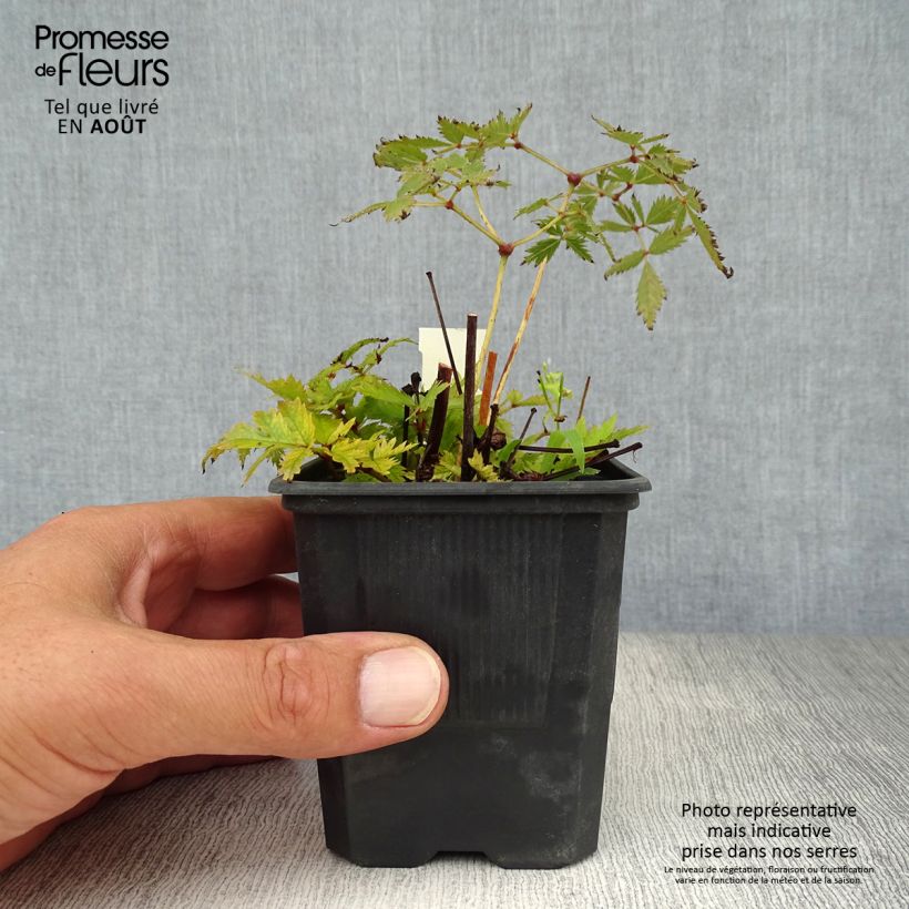 Amostra de Astilbe arendsii Bressingham Beauty Vaso de 8/9 cm tal como entregue no verão
