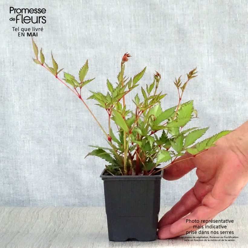 Amostra de Astilbe arendsii Bressingham Beauty Vaso de 8/9 cm tal como entregue na primavera