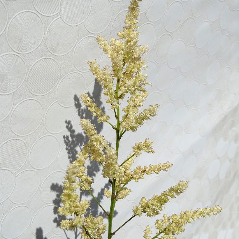 Astilbe arendsii Bumalda (Floração)