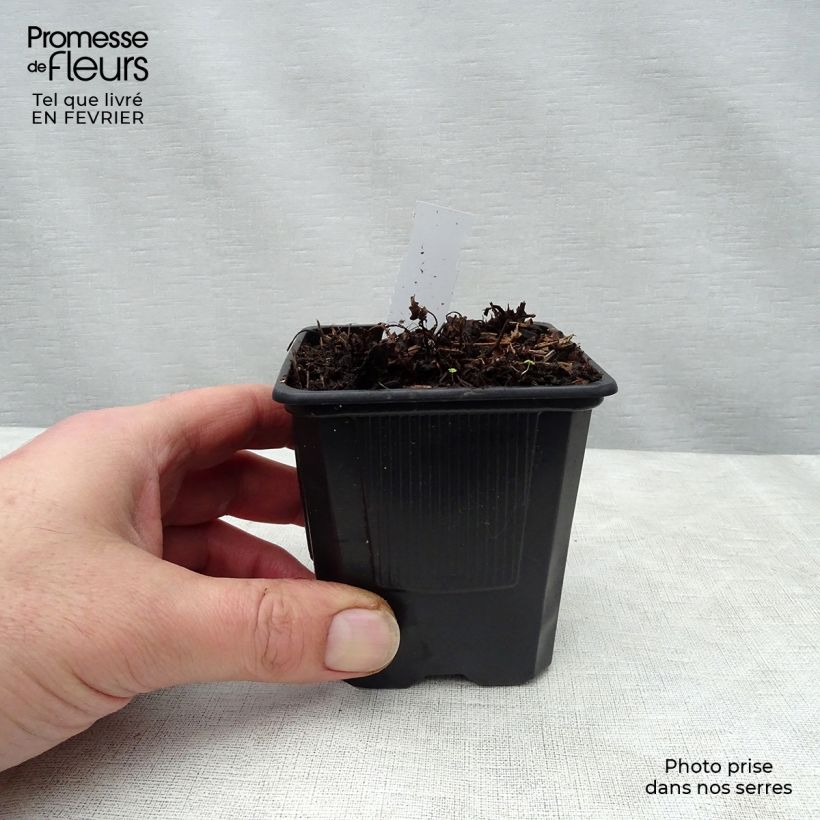 Amostra de Astilbe arendsii Bumalda Vaso de 8/9 cm tal como entregue no inverno