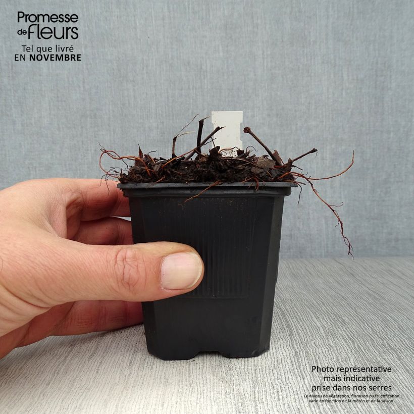 Amostra de Astilbe arendsii Bumalda Vaso de 8/9 cm tal como entregue no outono