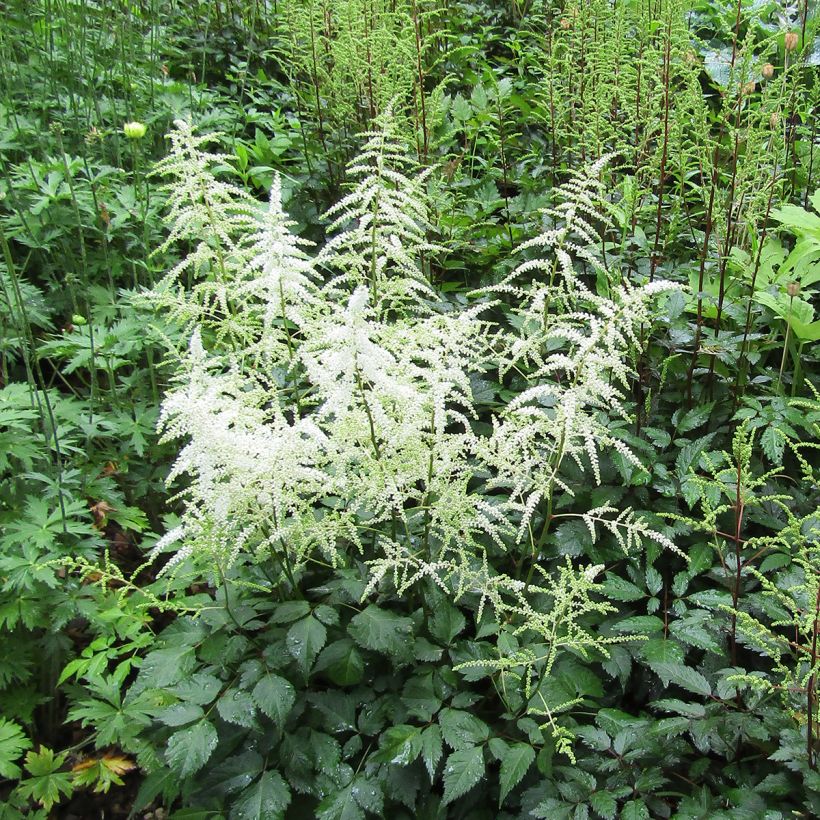Astilbe arendsii Cappuccino (Hábito)