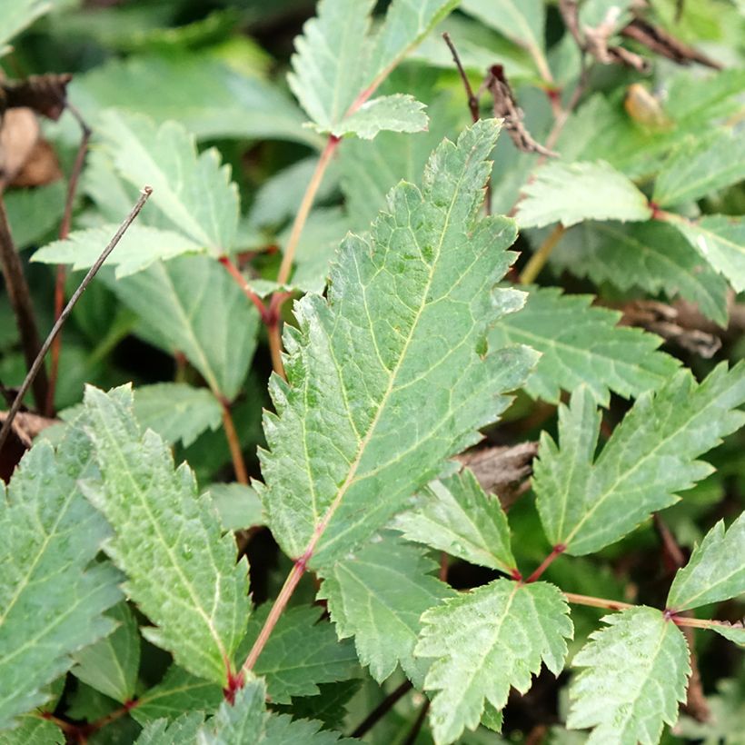 Astilbe arendsii Cappuccino (Folhagem)
