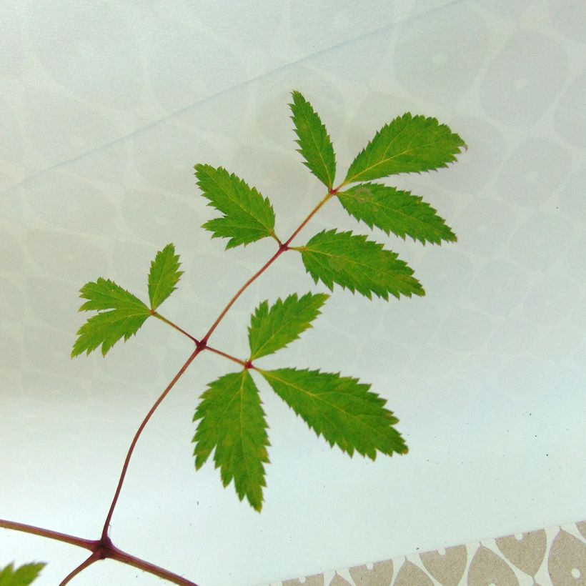 Astilbe arendsii Cattleya (Folhagem)