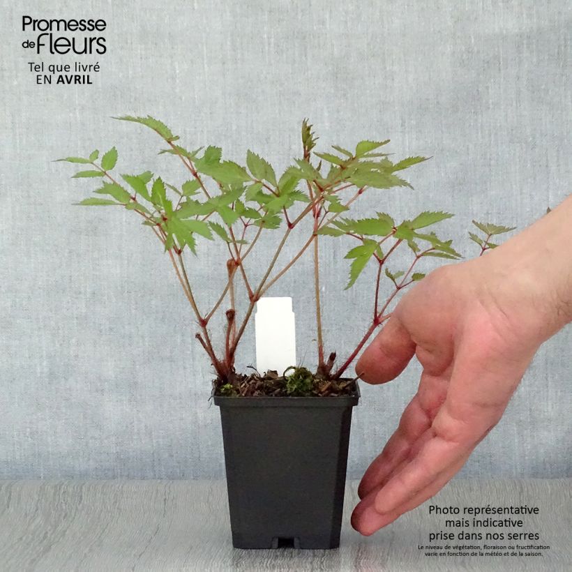 Amostra de Astilbe arendsii Cattleya Vaso de 8/9 cm tal como entregue na primavera