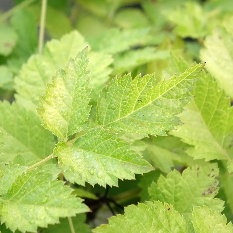 Astilbe arendsii Color Flash Lime (Folhagem)