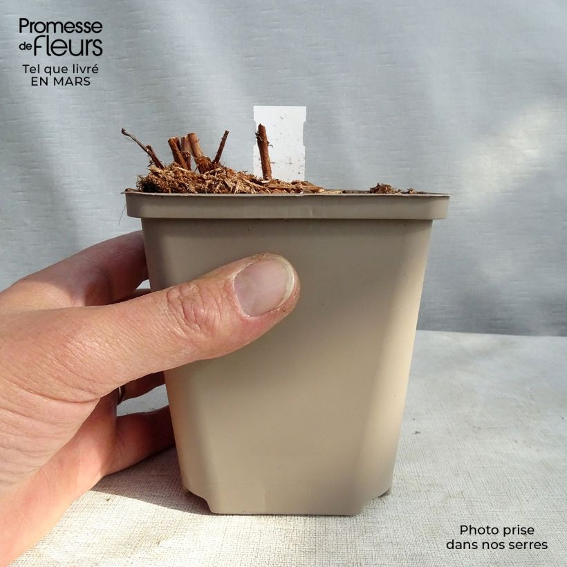 Amostra de Astilbe arendsii Colour Flash - Astilbe d'Arends panachée Vaso de 8/9 cm tal como entregue no inverno