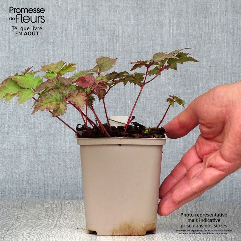 Amostra de Astilbe arendsii Colour Flash Vaso de 8/9 cm tal como entregue no verão
