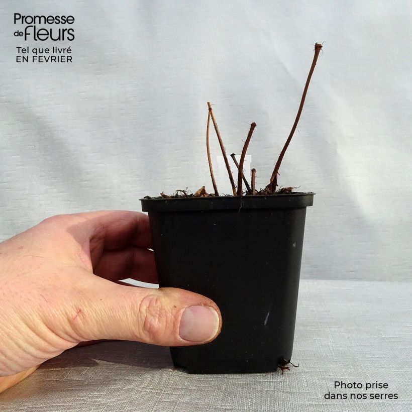 Amostra de Astilbe arendsii Diamant Vaso de 8/9 cm tal como entregue no inverno