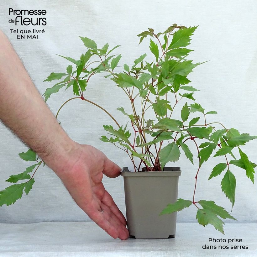 Amostra de Astilbe arendsii Diamant Vaso de 8/9 cm tal como entregue na primavera