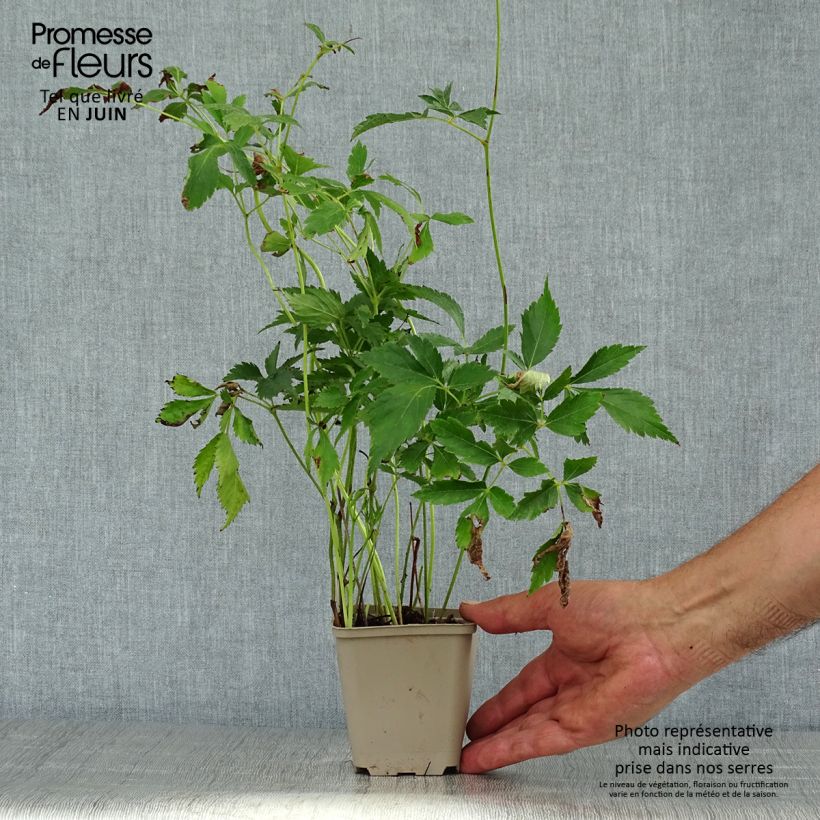 Amostra de Astilbe arendsii Diamant Vaso de 8/9 cm tal como entregue no verão