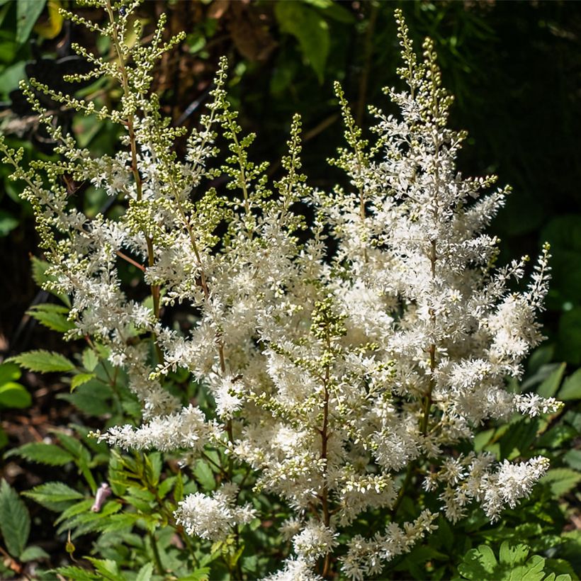Astilbe arendsii Ellie (Floração)