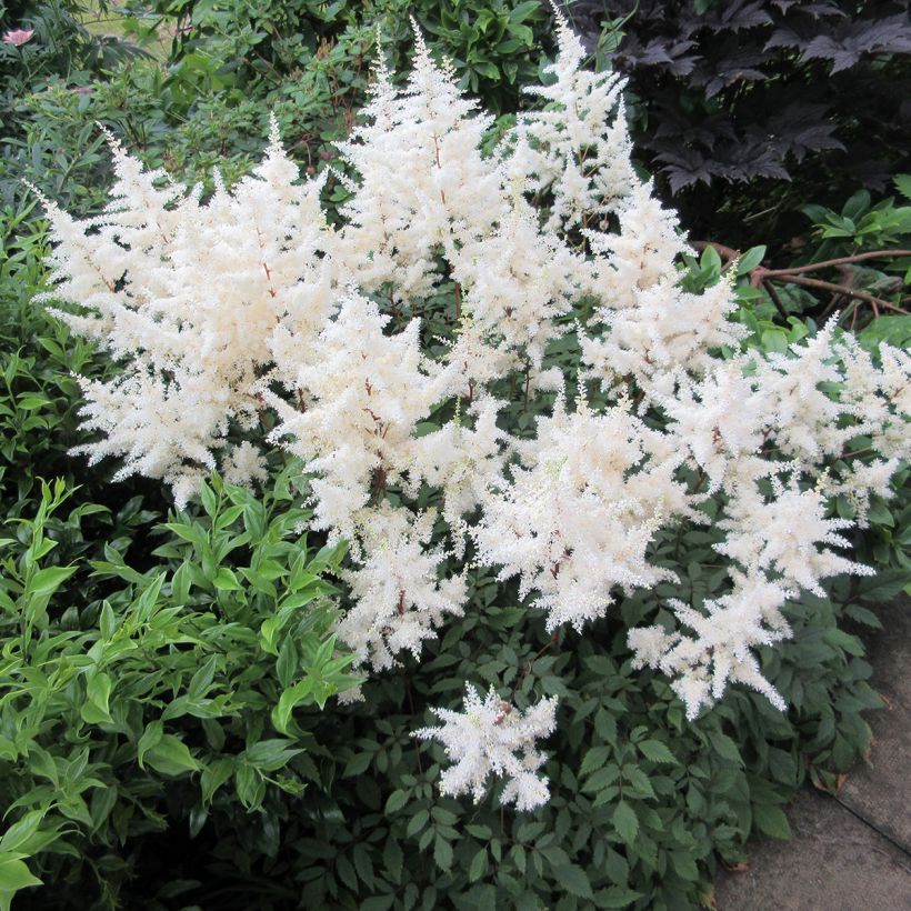 Astilbe arendsii Ellie (Hábito)