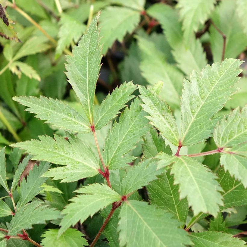 Astilbe arendsii Ellie (Folhagem)