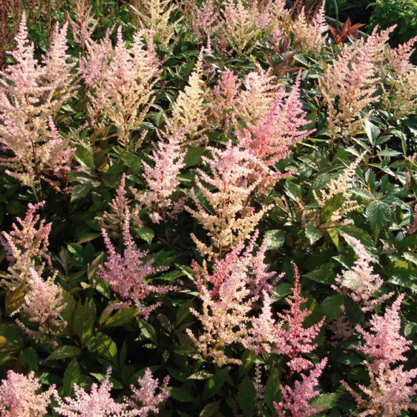 Astilbe arendsii Erika (Hábito)