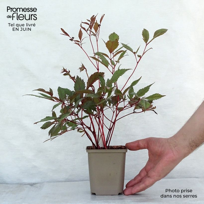 Amostra de Astilbe arendsii Erika Vaso de 8/9 cm tal como entregue no verão