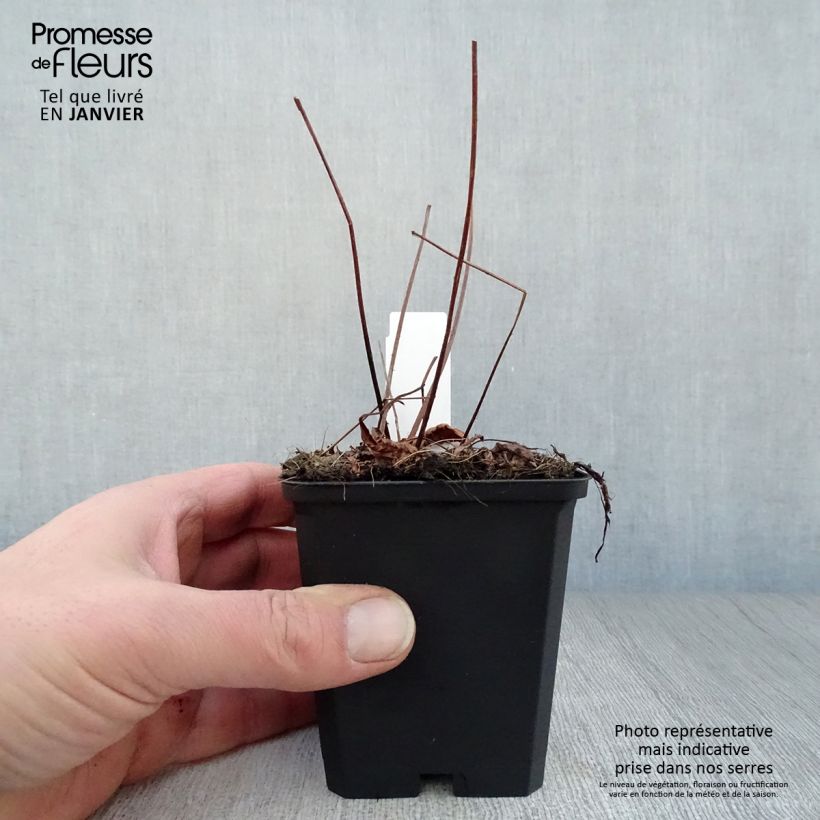 Amostra de Astilbe arendsii Erika Vaso de 8/9 cm tal como entregue no inverno