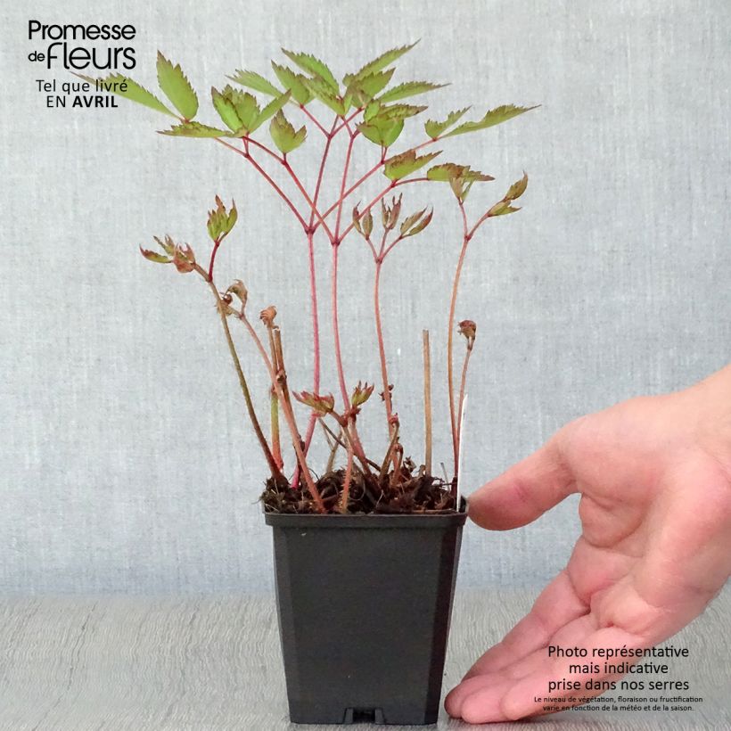 Amostra de Astilbe arendsii Erika Vaso de 8/9 cm tal como entregue na primavera