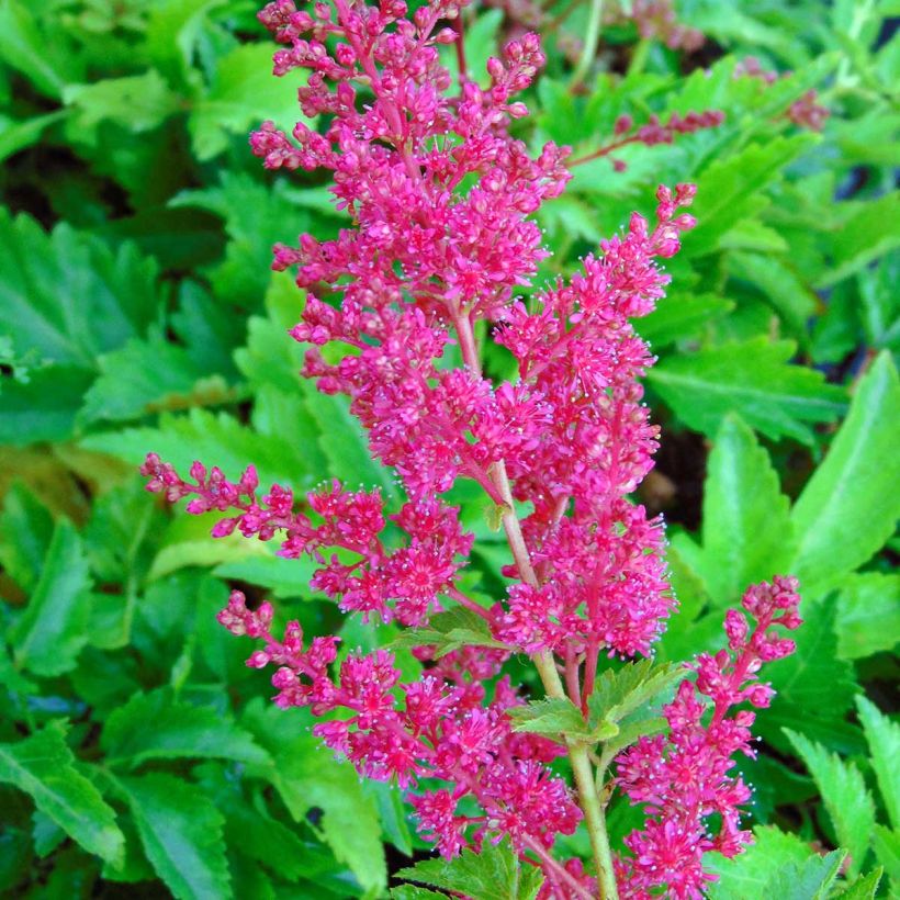 Astilbe arendsii Fanal (Floração)