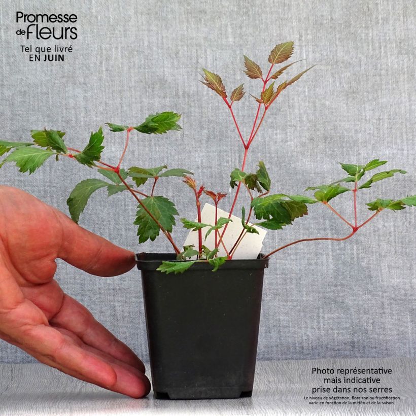 Amostra de Astilbe arendsii Fanal Vaso de 7/8 cm tal como entregue no verão