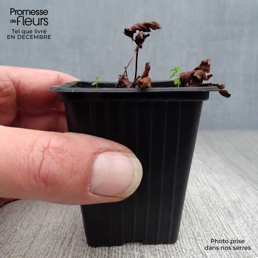 Amostra de Astilbe arendsii Fanal Vaso de 7/8 cm tal como entregue no inverno