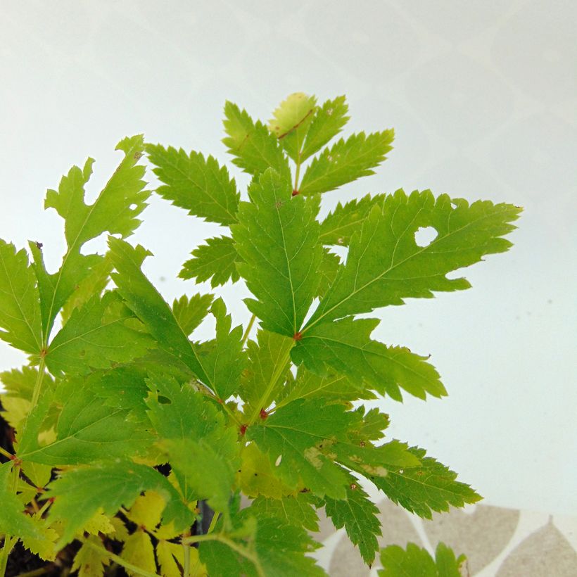 Astilbe arendsii Hyazinth (Folhagem)