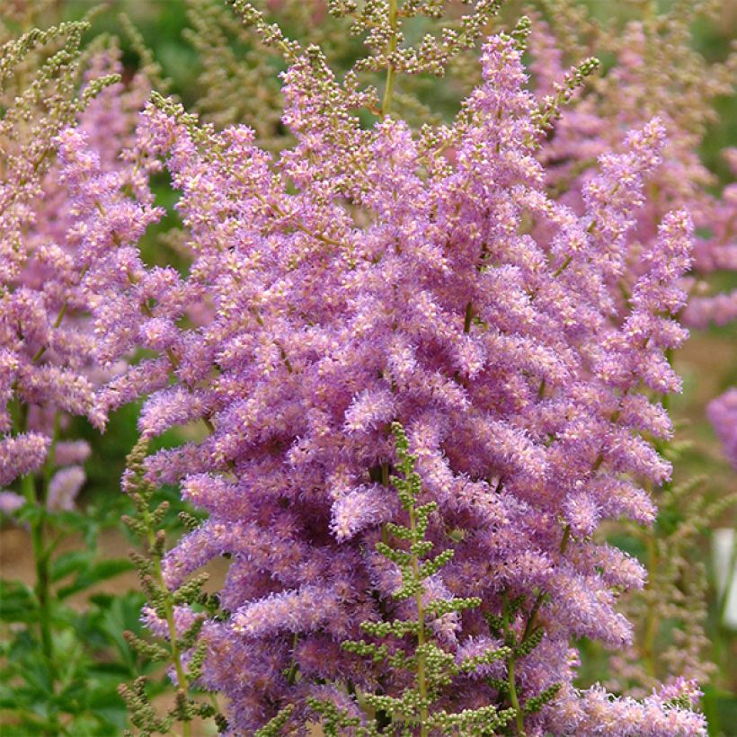 Astilbe arendsii Hyazinth (Floração)