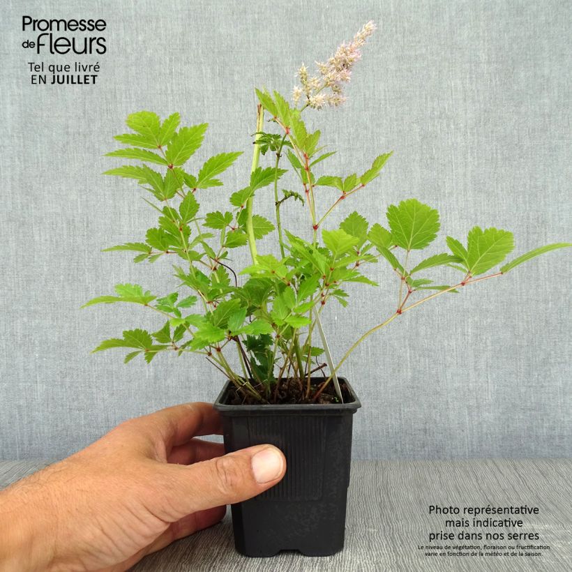 Amostra de Astilbe arendsii Hyazinth Vaso de 8/9 cm tal como entregue no verão