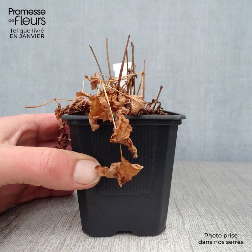 Amostra de Astilbe arendsii Hyazinth Vaso de 8/9 cm tal como entregue no inverno