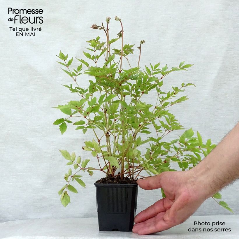 Amostra de Astilbe arendsii Hyazinth Vaso de 8/9 cm tal como entregue na primavera