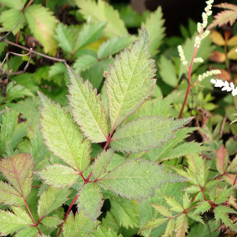 Astilbe arendsii Moccachino (Folhagem)