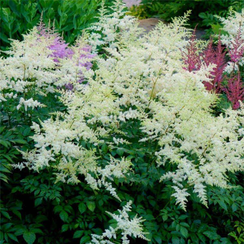 Astilbe arendsii Rock and Roll (Floração)