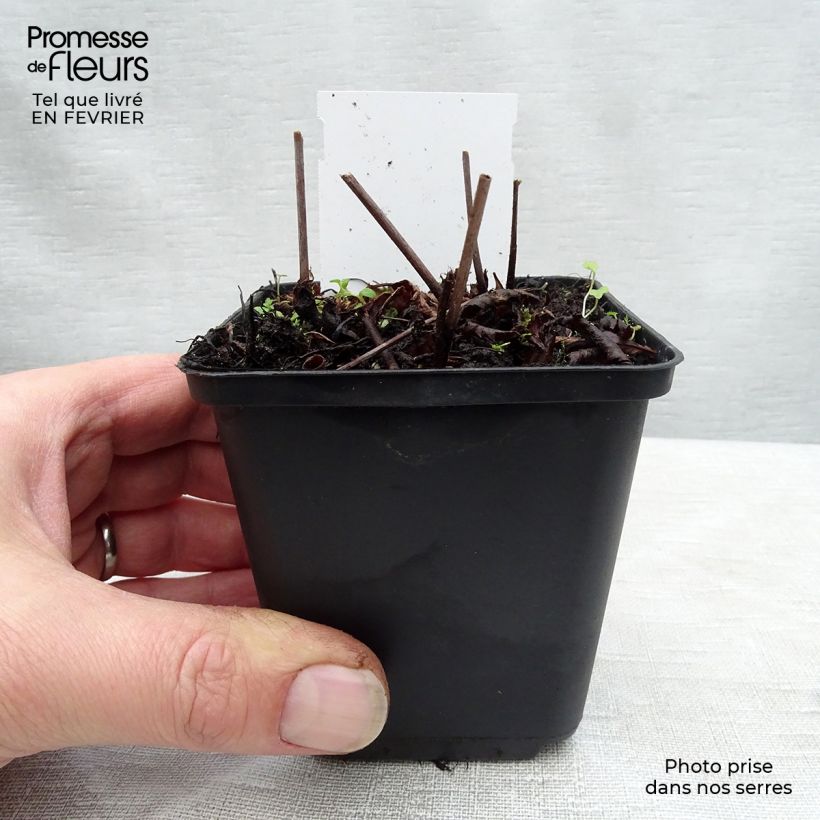 Amostra de Astilbe arendsii Rock and Roll Vaso de 8/9 cm tal como entregue no inverno