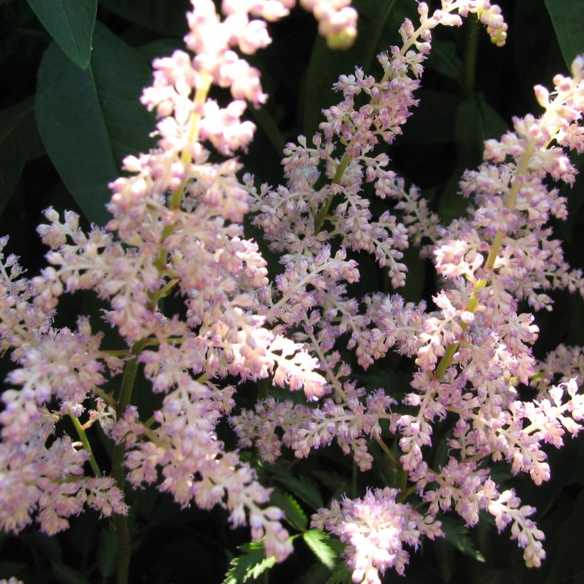 Astilbe arendsii Rosa Perle (Floração)
