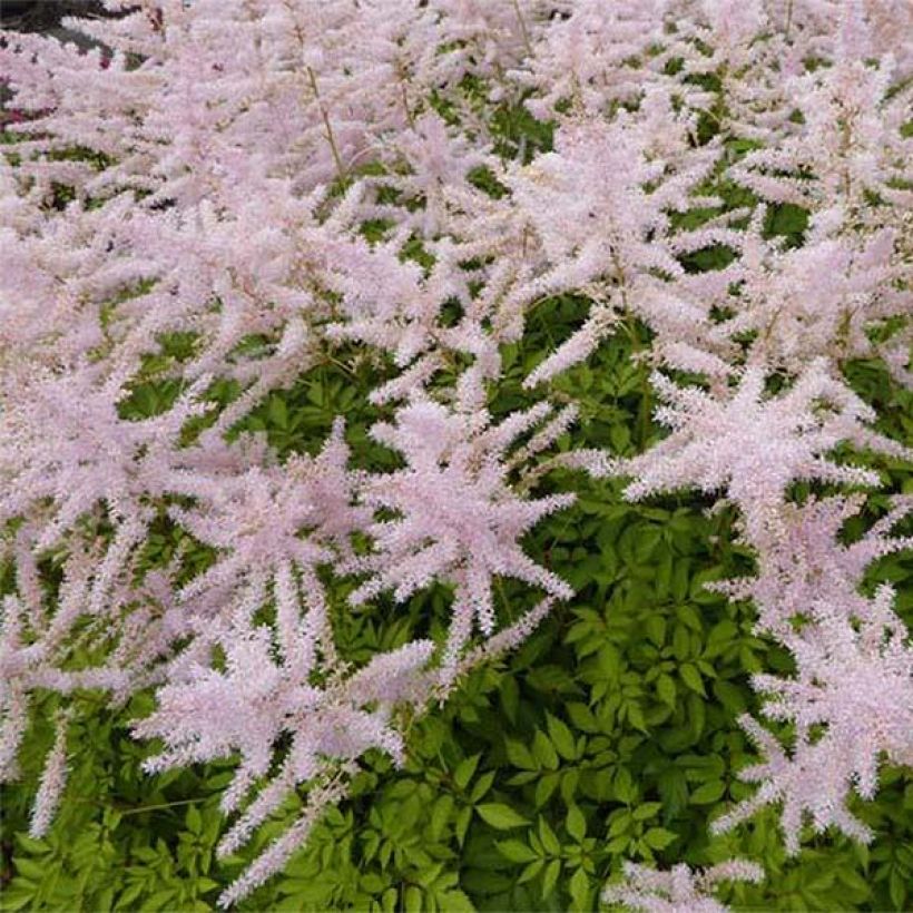 Astilbe arendsii Walkure (Floração)