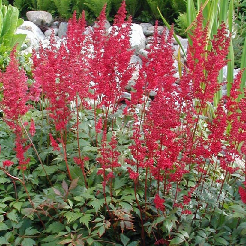 Astilbe arendsii Fanal (Hábito)