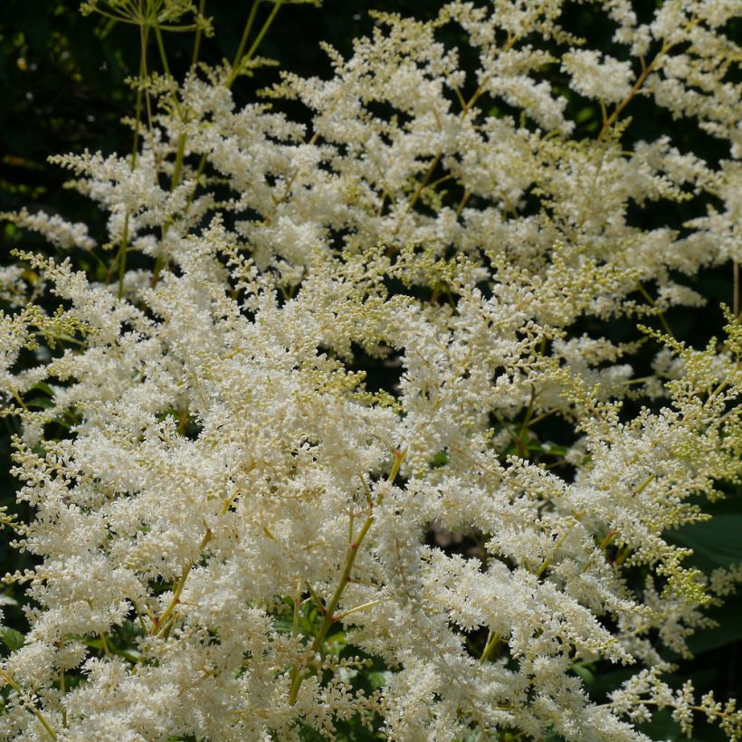 Astilbe biternata (Floração)
