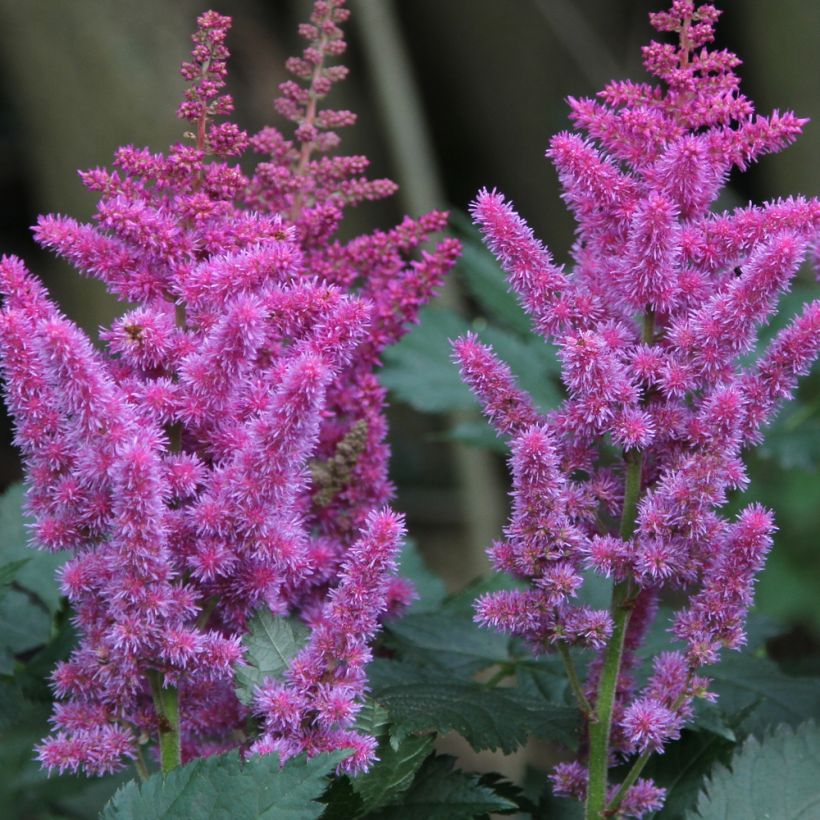 Astilbe chinensis (Floração)