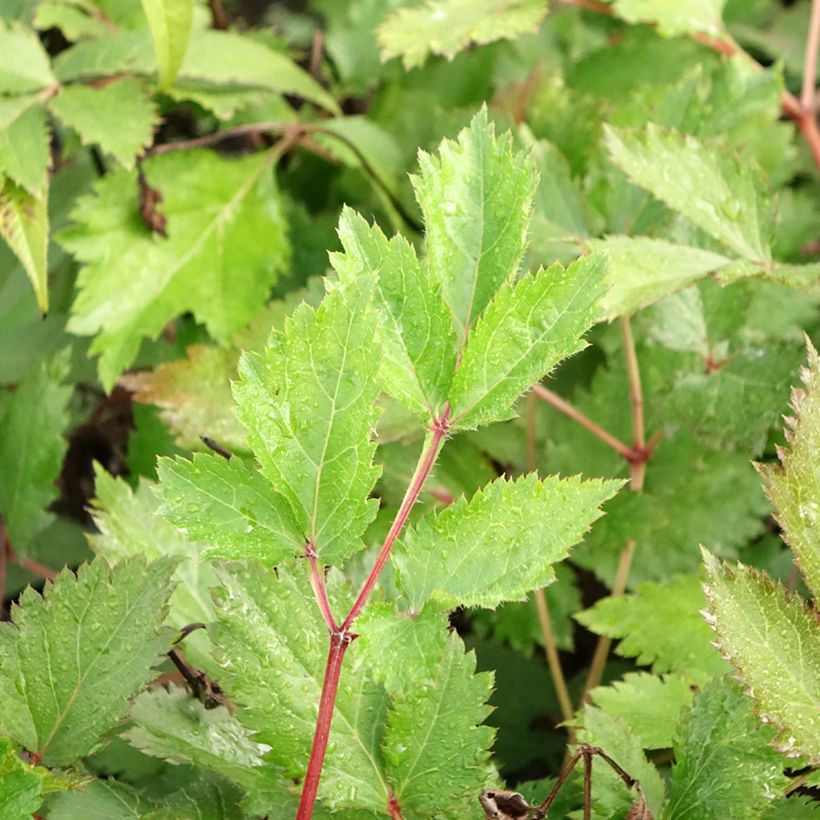 Astilbe chinensis Mighty Chocolate Cherry (Folhagem)