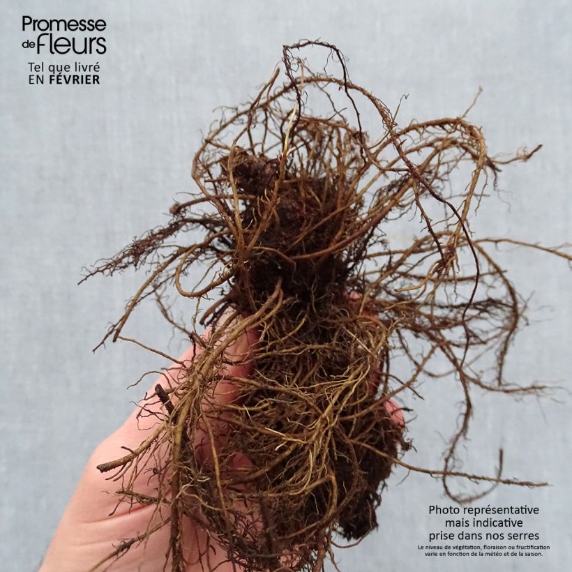 Amostra de Astilbe chinensis Mighty Chocolate Cherry Petites Racines nues tal como entregue no inverno